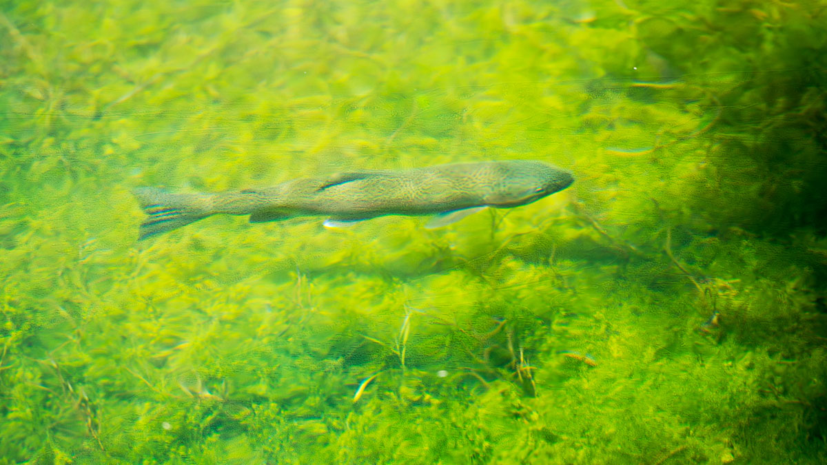 rainbow trout argentina